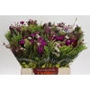 BQ Wild Flower
