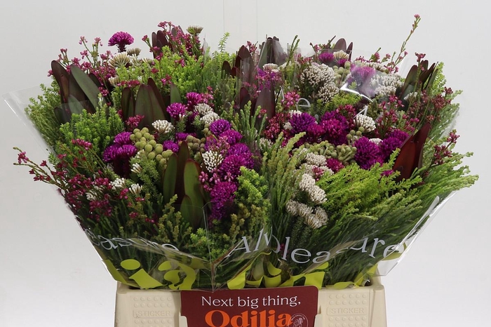 <h4>BQ Wild Flower</h4>