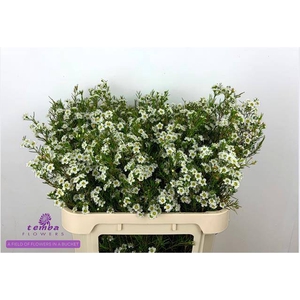 Chamelaucium dancing queen white