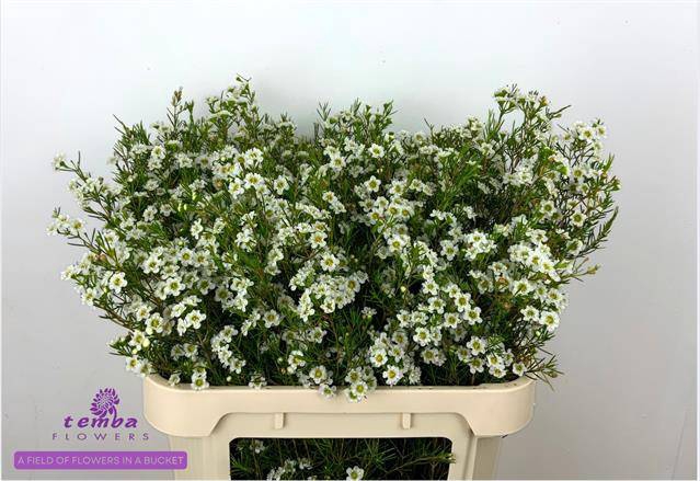<h4>Chamelaucium dancing queen white</h4>