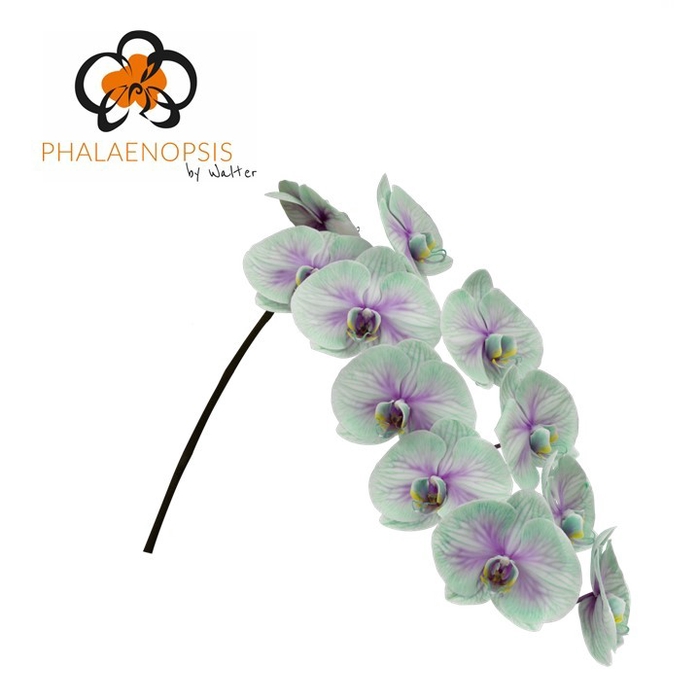 <h4>Phalaenopsis coloured ibiza Doos</h4>