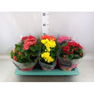 Begonia elat. DU   ...mix