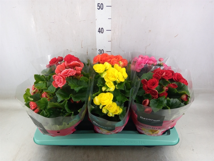 <h4>Begonia elat. DU   ...mix</h4>