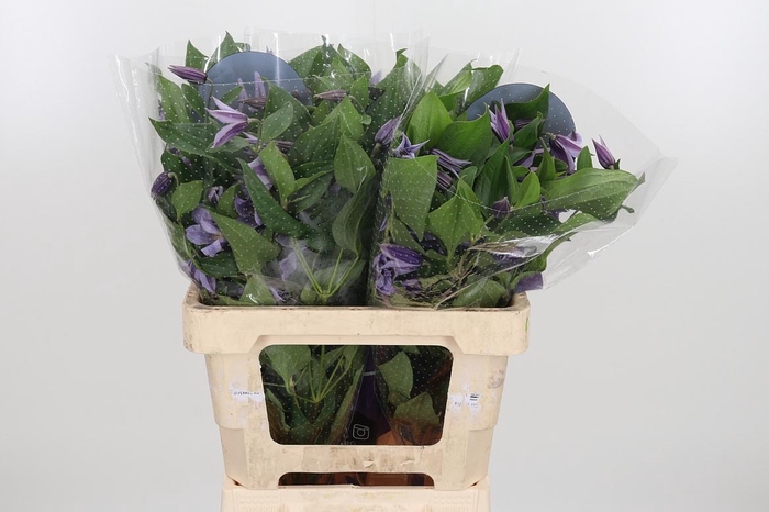 <h4>Clem Star River Lavendel</h4>