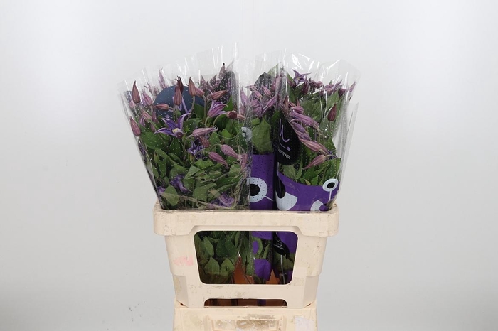 <h4>Clem Amazing Rome</h4>