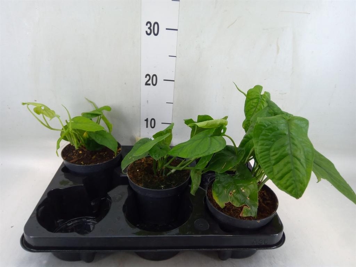 <h4>Monstera   ...</h4>