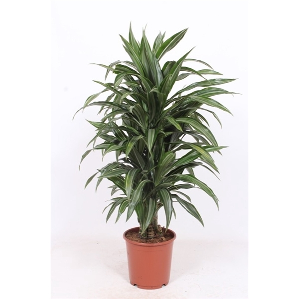 <h4>Dracaena Ulises</h4>