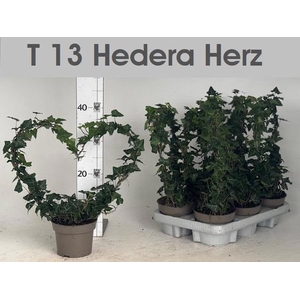 HEDERA HEART P13