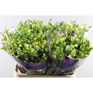 Alstr Fl Pinot (wit)