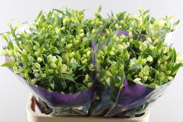 <h4>Alstr Fl Pinot (wit)</h4>