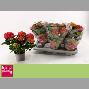 HYDR M DUTCH L SELMA