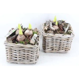 arr4 Hyacint MB - Kubu 4kant 285/6