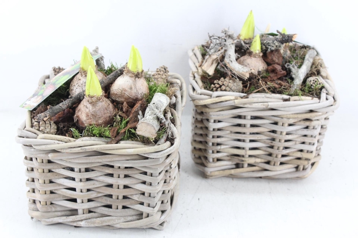 <h4>arr4 Hyacint MB - Kubu 4kant 285/6</h4>