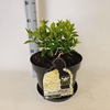 Hydrangea paniculata