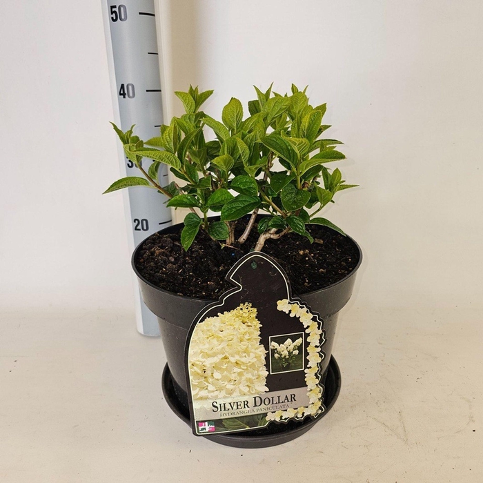 Hydrangea paniculata