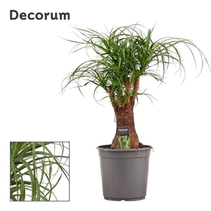 Beaucarnea vertakt 24 cm (Decorum)