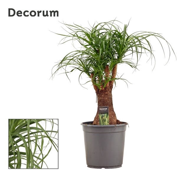 <h4>Beaucarnea vertakt 24 cm (Decorum)</h4>