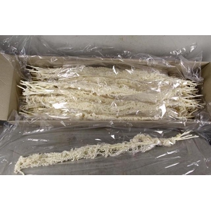 PF Amaranthus Hang Bleach Bs