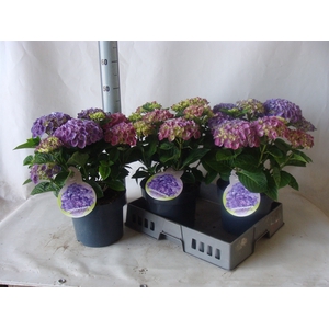 Hydrangea mac.   ...