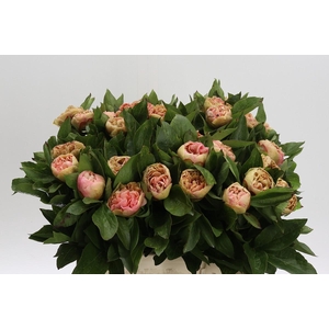 Paeonia Lois Choice