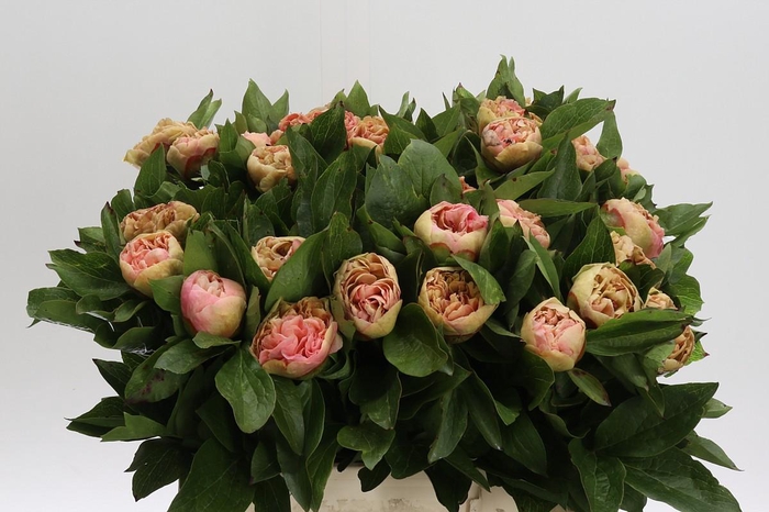Paeonia Lois Choice
