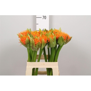 Scadoxus M Flame