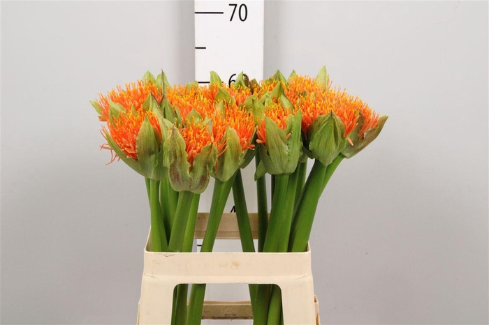 <h4>Scadoxus M Flame</h4>