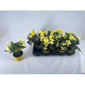 Begonia Beauvilia Lemon