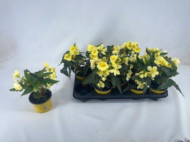 <h4>Begonia Beauvilia Lemon</h4>