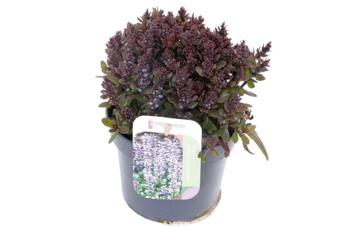 <h4>Ajuga reptans Chocolate Chips</h4>