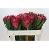 Protea Brenda