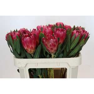 Protea Brenda