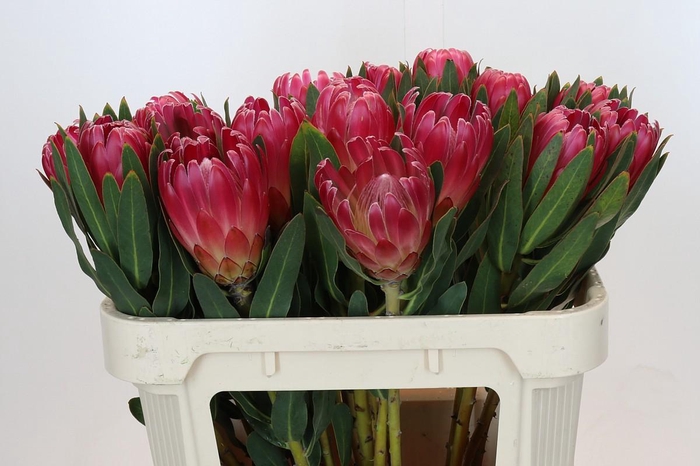 <h4>Protea Brenda</h4>