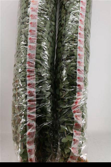 <h4>EUCA CINEREA</h4>