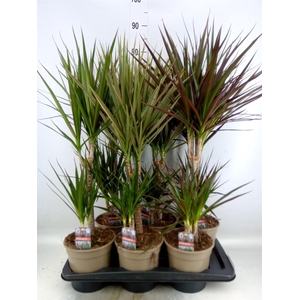Dracaena   ...mix