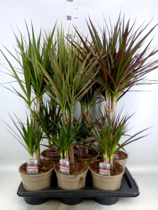 <h4>Dracaena   ...mix</h4>