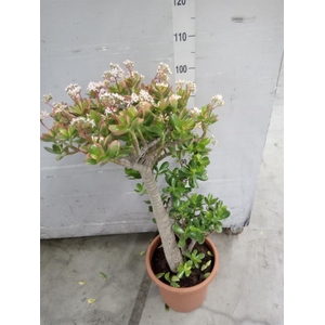 Crassula ovata 'Sunset'