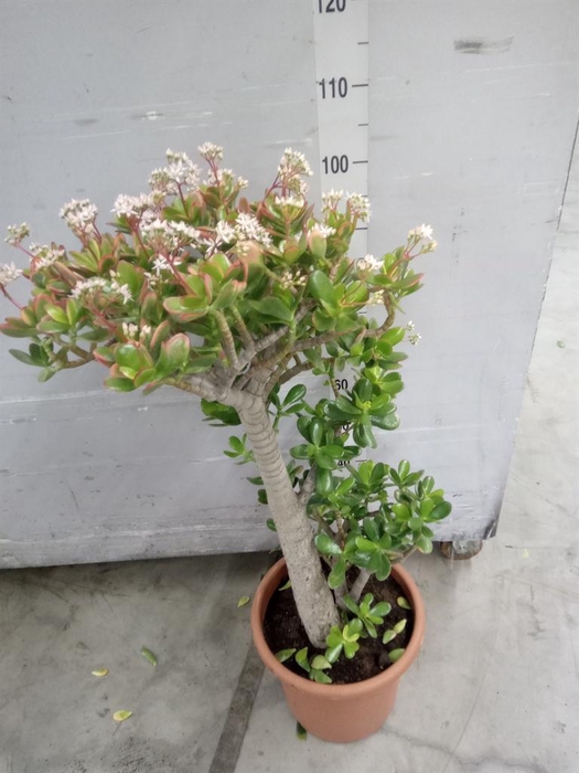 <h4>Crassula ovata 'Sunset'</h4>