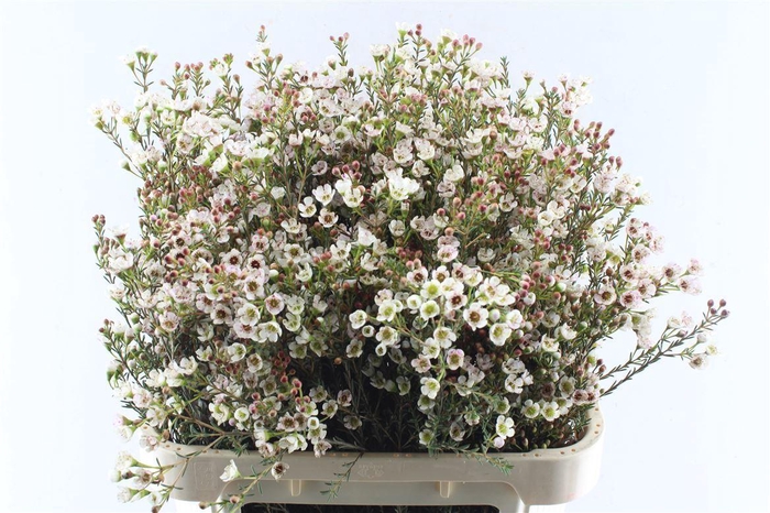 <h4>Chamelaucium Tal</h4>