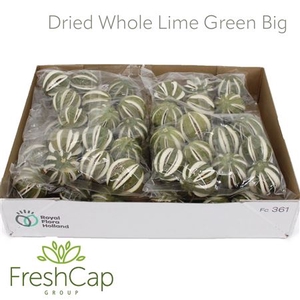 Dried Whole Lime Green