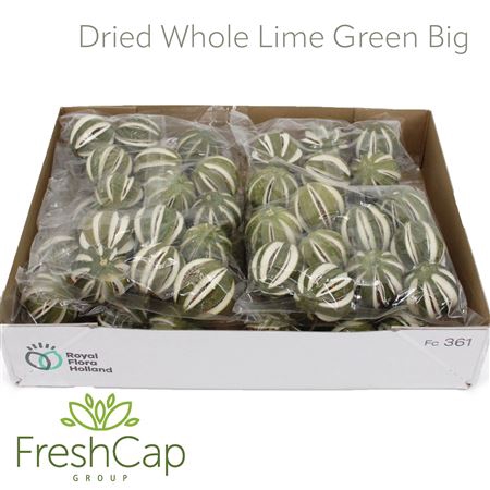 <h4>Dried Whole Lime Green</h4>