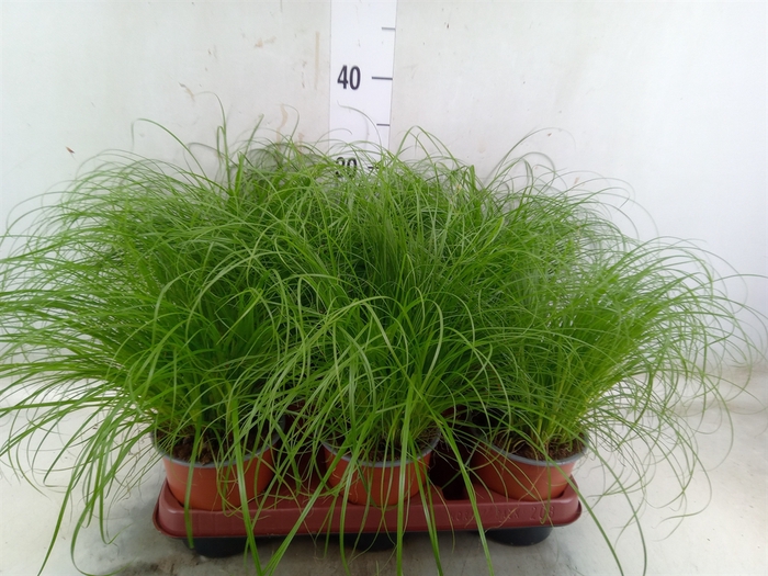 <h4>Cyperus alternifolius 'Zumula'</h4>