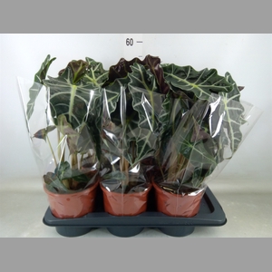 Alocasia amazonica 'Polly'