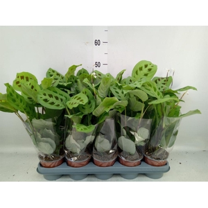 Maranta leuc. 'Kerchoveana'