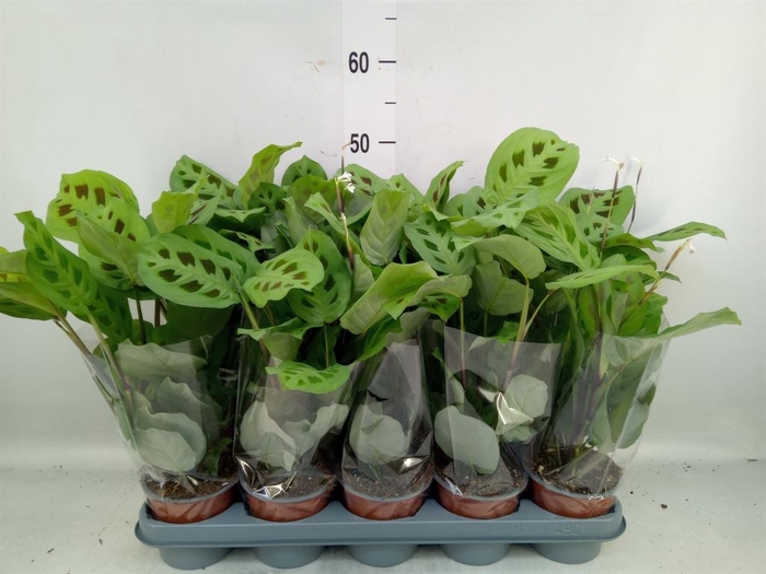 <h4>Maranta leuc. 'Kerchoveana'</h4>