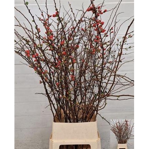 Chaenomeles Japonica Red