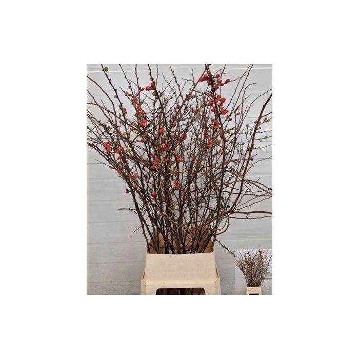 <h4>Chaenomeles Japonica Red</h4>