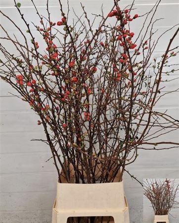 <h4>Chaenomeles Japonica Red</h4>