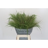 Panicum Fountain