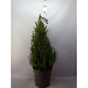 Picea glauca 'Conica'